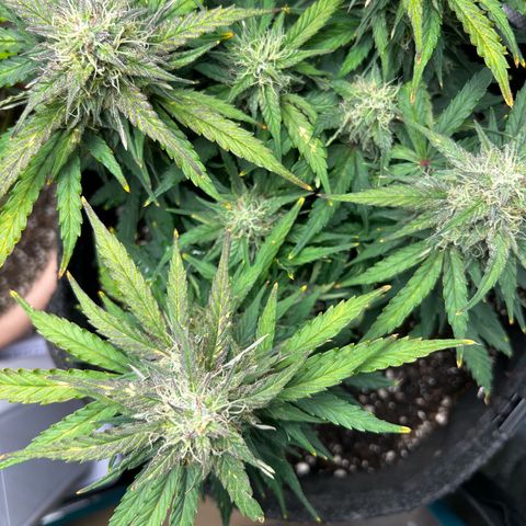 Green Gelato growlog timeline photo