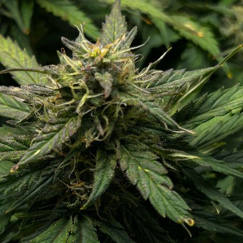 Green Gelato growlog timeline photo