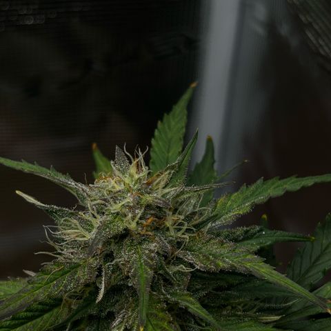 Green Gelato growlog timeline photo