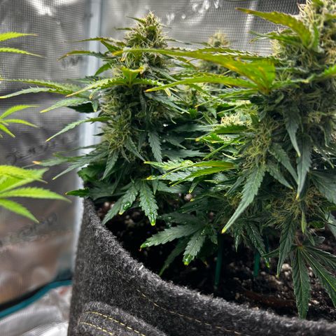 Green Gelato growlog timeline photo