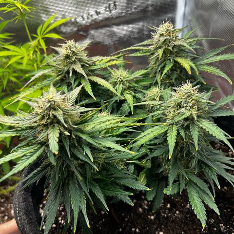 Green Gelato growlog timeline photo