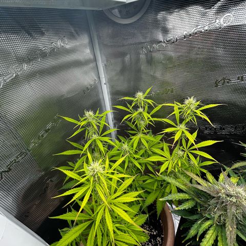 Pink Mist Auto growlog timeline photo