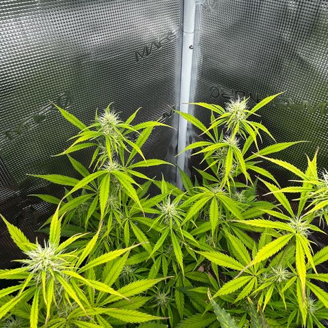 Pink Mist Auto growlog timeline photo
