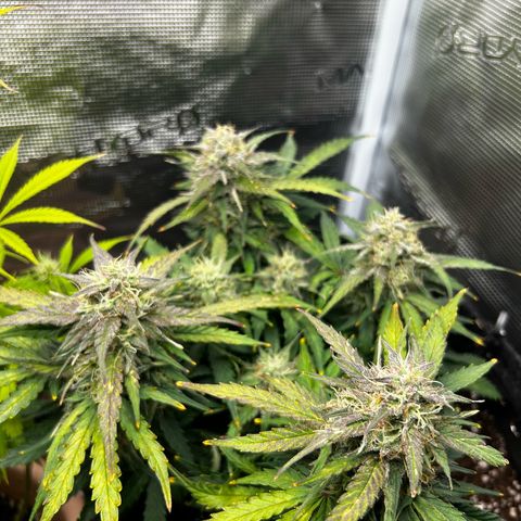 Green Gelato growlog timeline photo