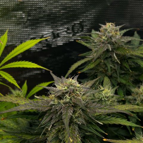 Green Gelato growlog timeline photo