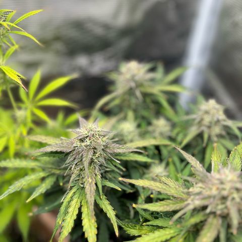 Green Gelato growlog timeline photo