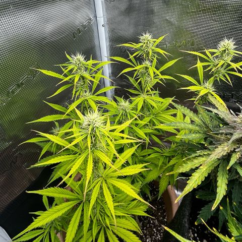 Pink Mist Auto growlog timeline photo