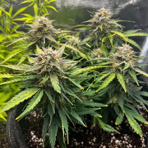 Green Gelato growlog timeline photo