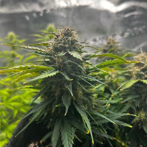 Green Gelato growlog timeline photo
