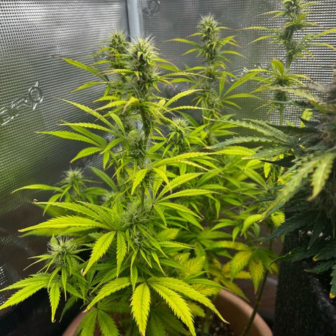 Pink Mist Auto growlog timeline photo