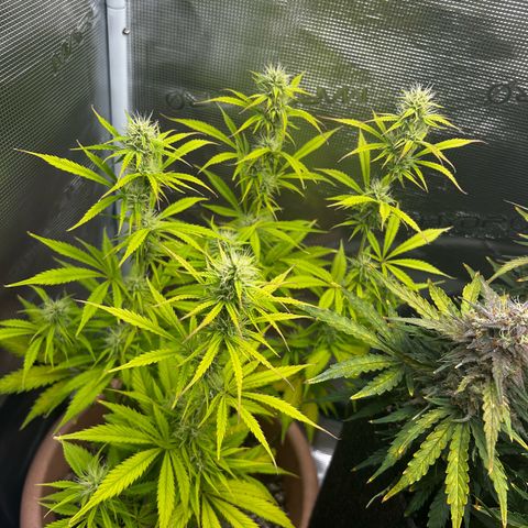 Pink Mist Auto growlog timeline photo