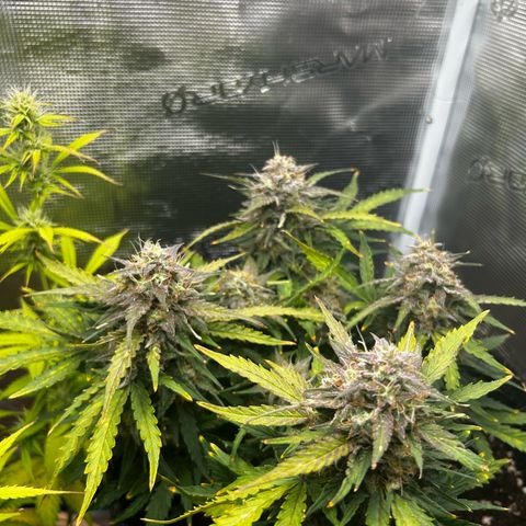 Green Gelato growlog timeline photo