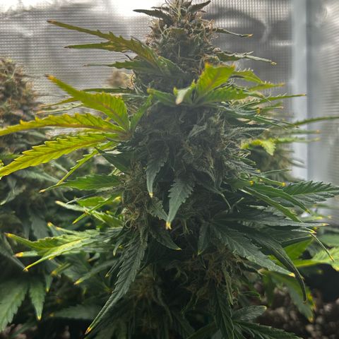 Green Gelato growlog timeline photo