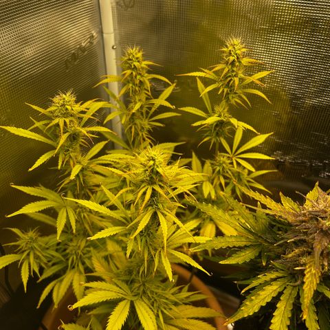 Pink Mist Auto growlog timeline photo