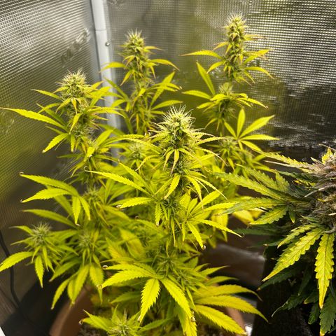 Pink Mist Auto growlog timeline photo