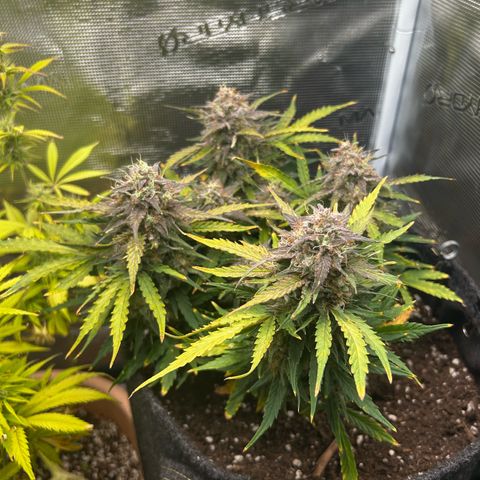 Green Gelato growlog timeline photo
