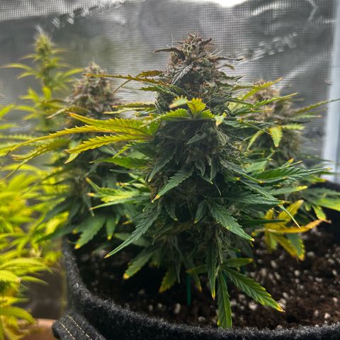 Green Gelato growlog timeline photo