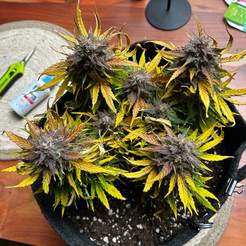 Green Gelato growlog timeline photo