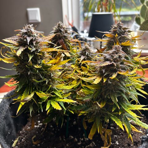 Green Gelato growlog timeline photo