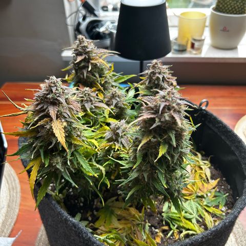 Green Gelato growlog timeline photo