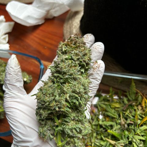 Green Gelato growlog timeline photo