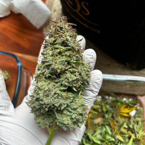 Green Gelato growlog timeline photo