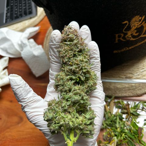 Green Gelato growlog timeline photo