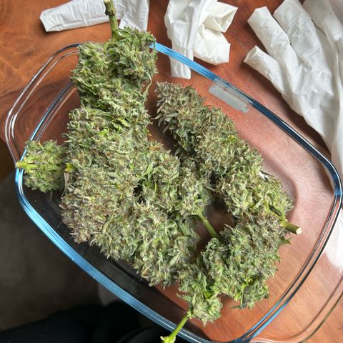 Green Gelato growlog timeline photo