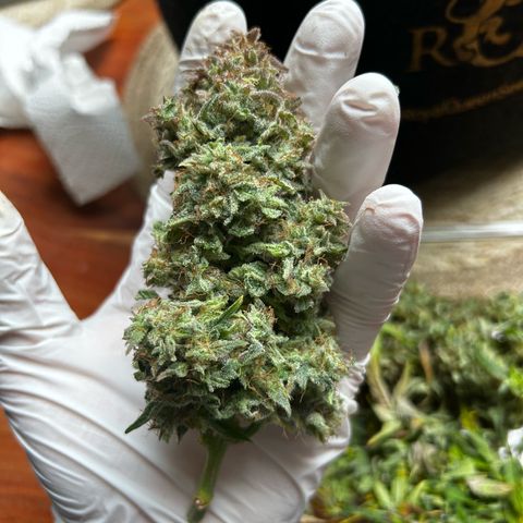 Green Gelato growlog timeline photo