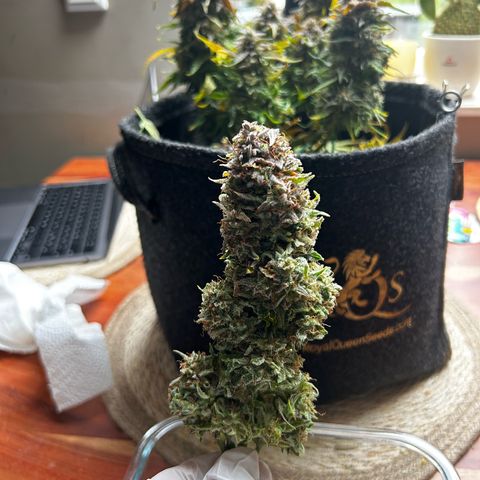 Green Gelato growlog timeline photo