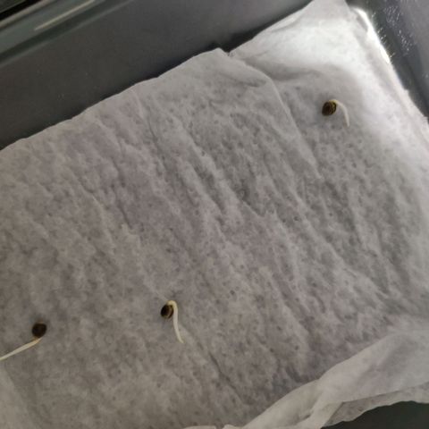 Genética desconocida growlog photo: 13h