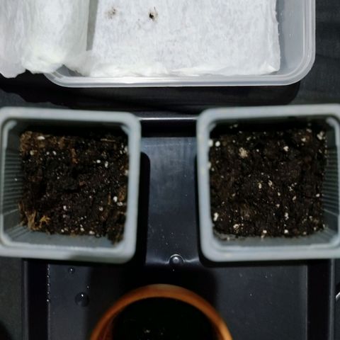 Genética desconocida growlog photo: Trasplante