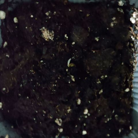 Genética desconocida growlog photo: Trasplante