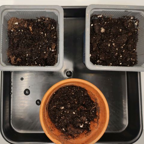 Genética desconocida growlog photo: 16.30h