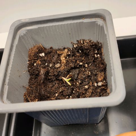Genética desconocida growlog photo: 20.30h ha salido la primera, solo que triste hacia abajo