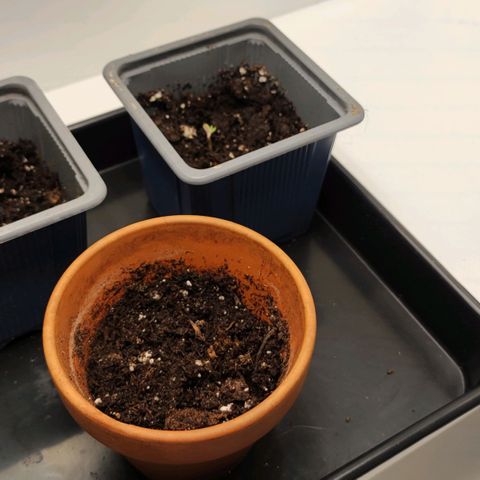 Genética desconocida growlog photo: La segunda empieza a asomardel mismo modo