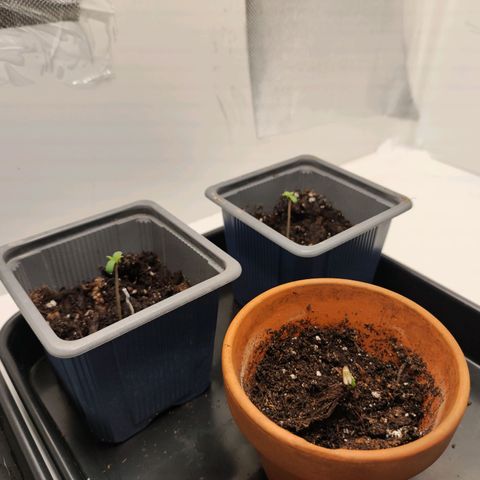 Genética desconocida growlog photo: 14.30h