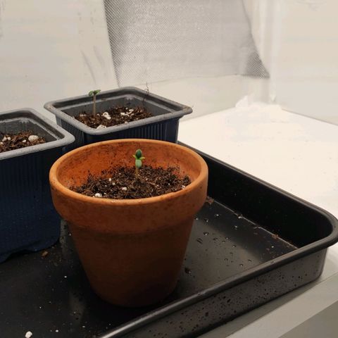 Genética desconocida growlog photo: Las 3 parecen estar creciendo bastante bien y rápido.