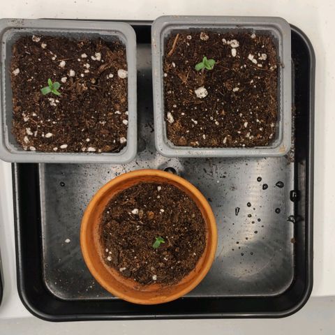 Genética desconocida growlog photo: Las 3 parecen estar creciendo bastante bien y rápido.