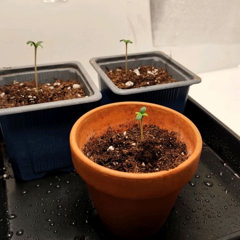 Genética desconocida growlog photo: 13.30h siguen su curso 😊