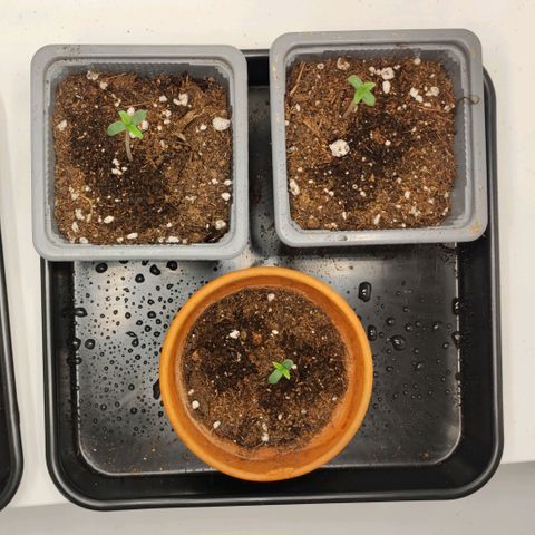 Genética desconocida growlog photo: 13.30h siguen su curso 😊