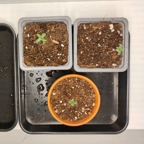 Genética desconocida growlog photo: 1.30am El espigamiento se vuelve incontrolable para la primera que salió por lo que mañana tendré que realizar su trasplante lo más seguro
