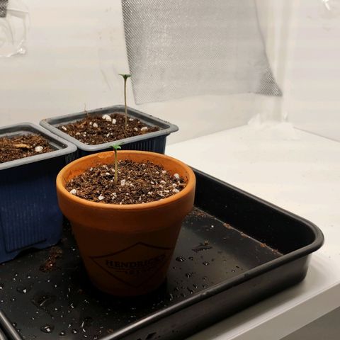 Genética desconocida growlog photo: 1.30am El espigamiento se vuelve incontrolable para la primera que salió por lo que mañana tendré que realizar su trasplante lo más seguro