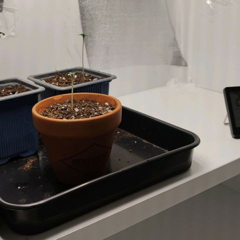 Genética desconocida growlog photo: Antes de trasplante