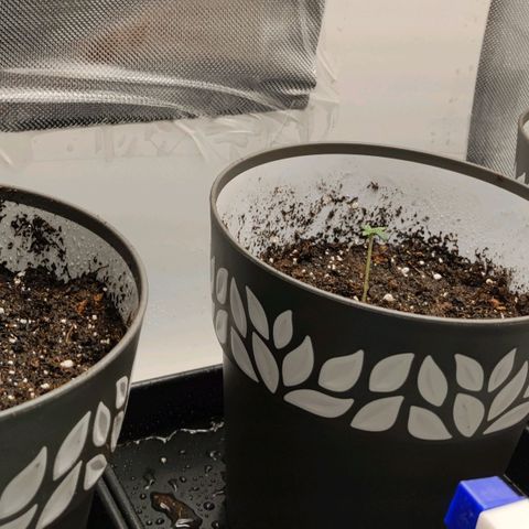 Genética desconocida growlog photo: 15.30h recién trasplantado
