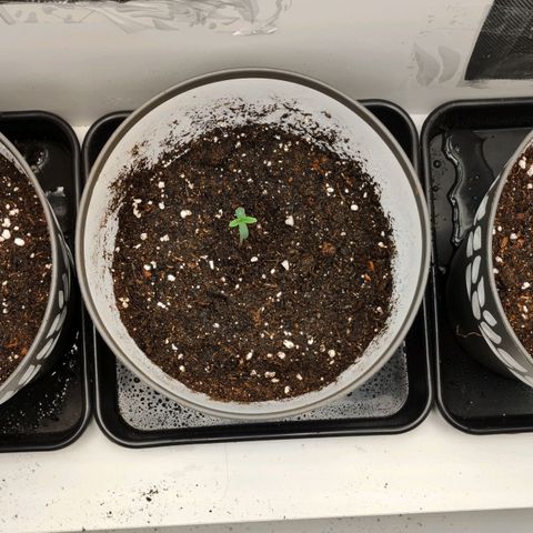 Genética desconocida growlog photo: 15.30h recién trasplantado