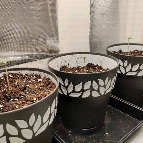 Genética desconocida growlog photo: 13h hemos conseguido frenar el espigamienyo, ahora las hojas van cogiendo volumen