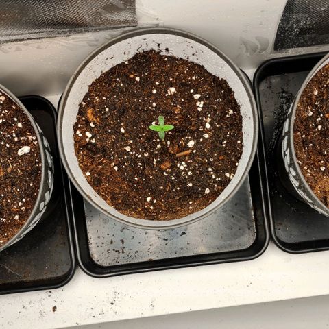 Genética desconocida growlog photo: 13h hemos conseguido frenar el espigamienyo, ahora las hojas van cogiendo volumen