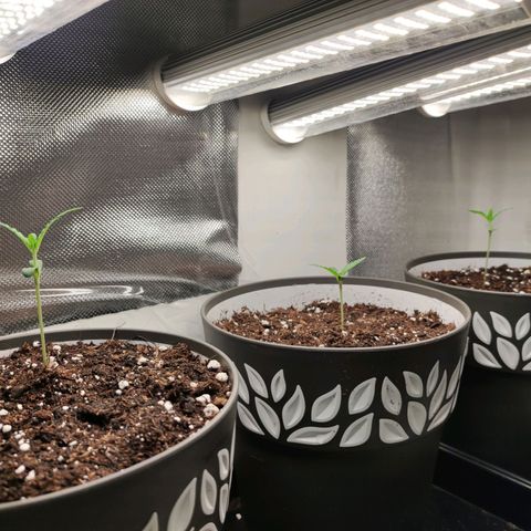 Genética desconocida growlog photo: 3am