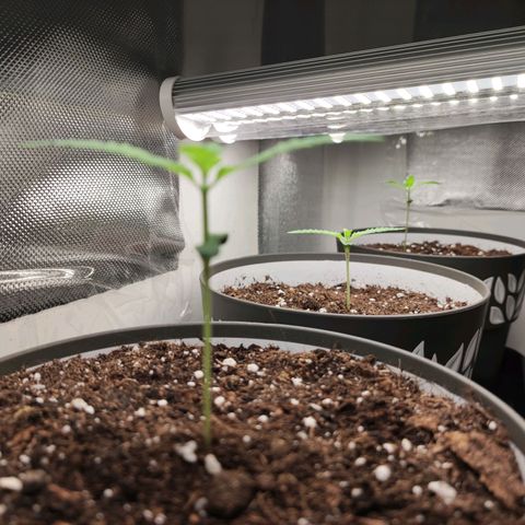 Genética desconocida growlog photo: 3am
